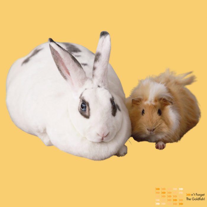 Guinea Pigs & Rabbits – Overnight Stay