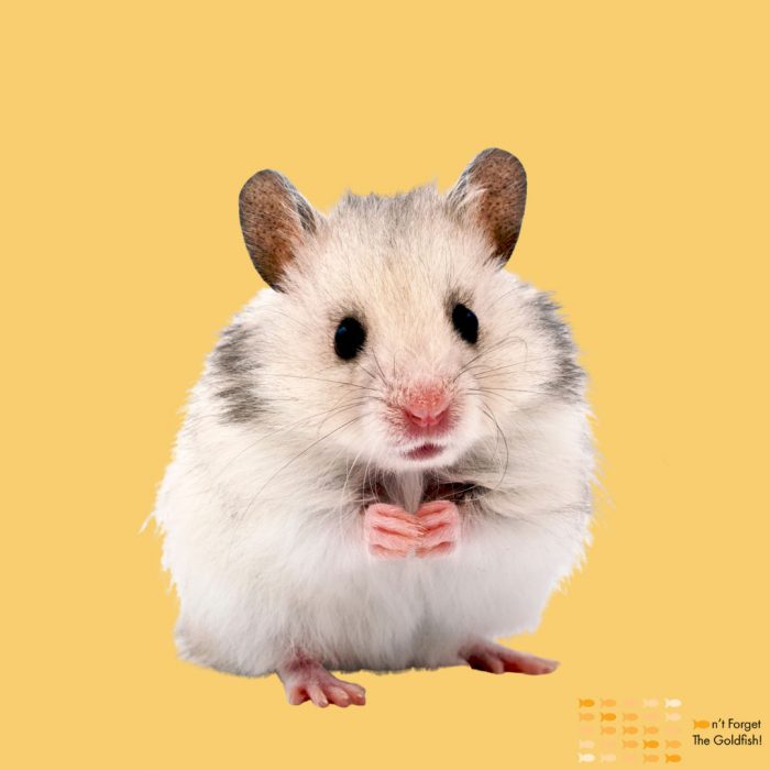 Hamsters (Overnight Stay – Bring Your Own Cage)